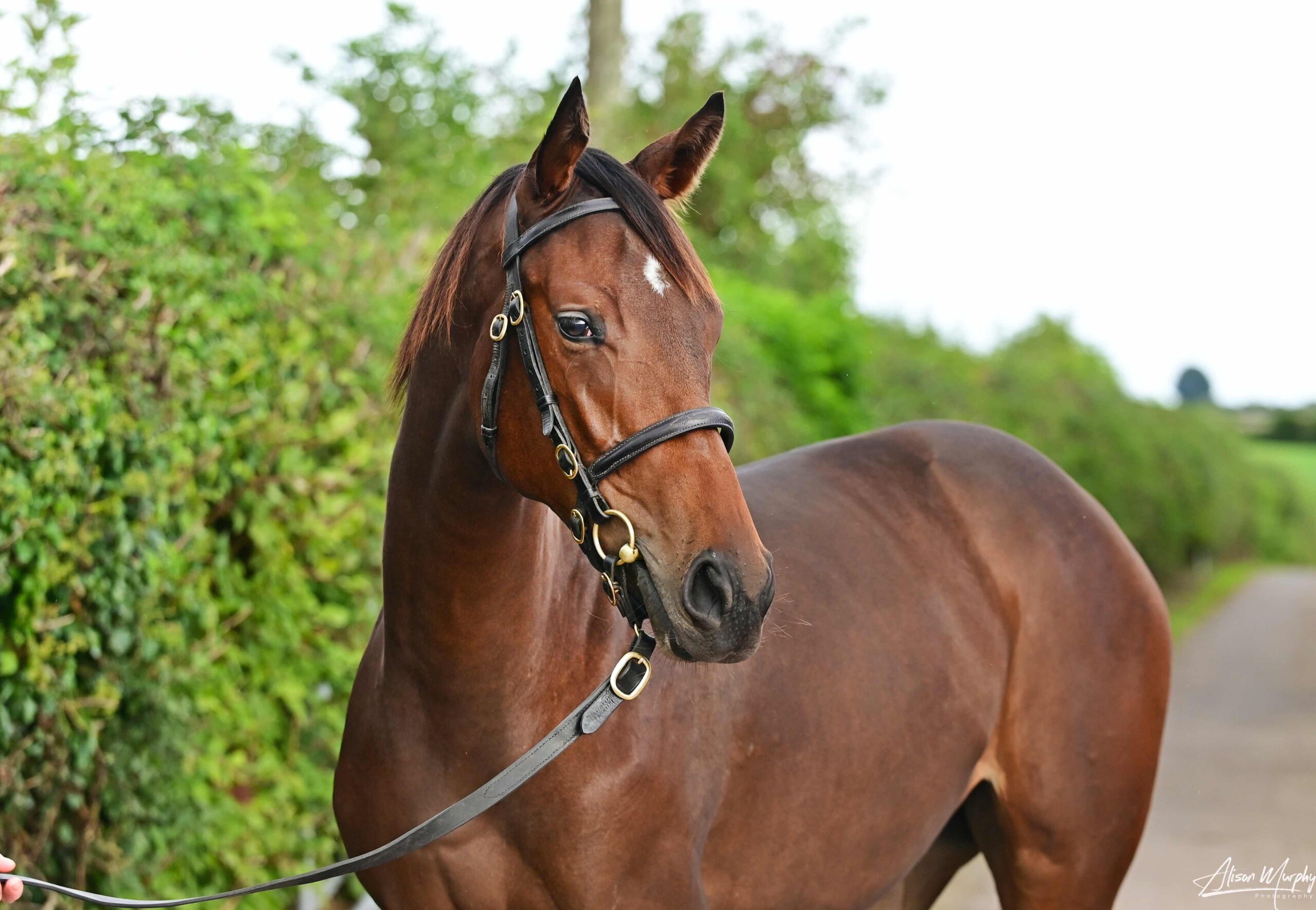 Available Horse