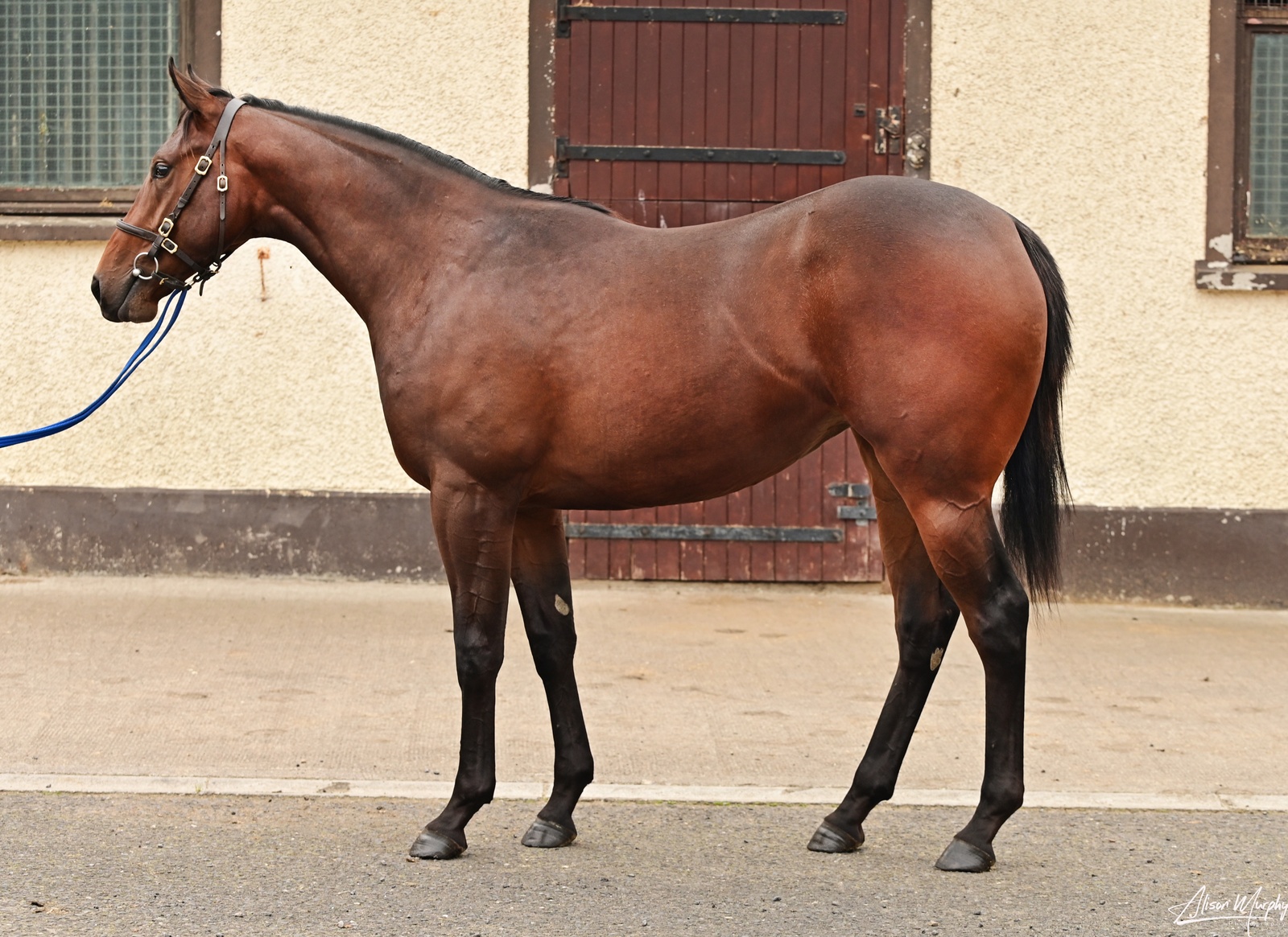 Available Horse
