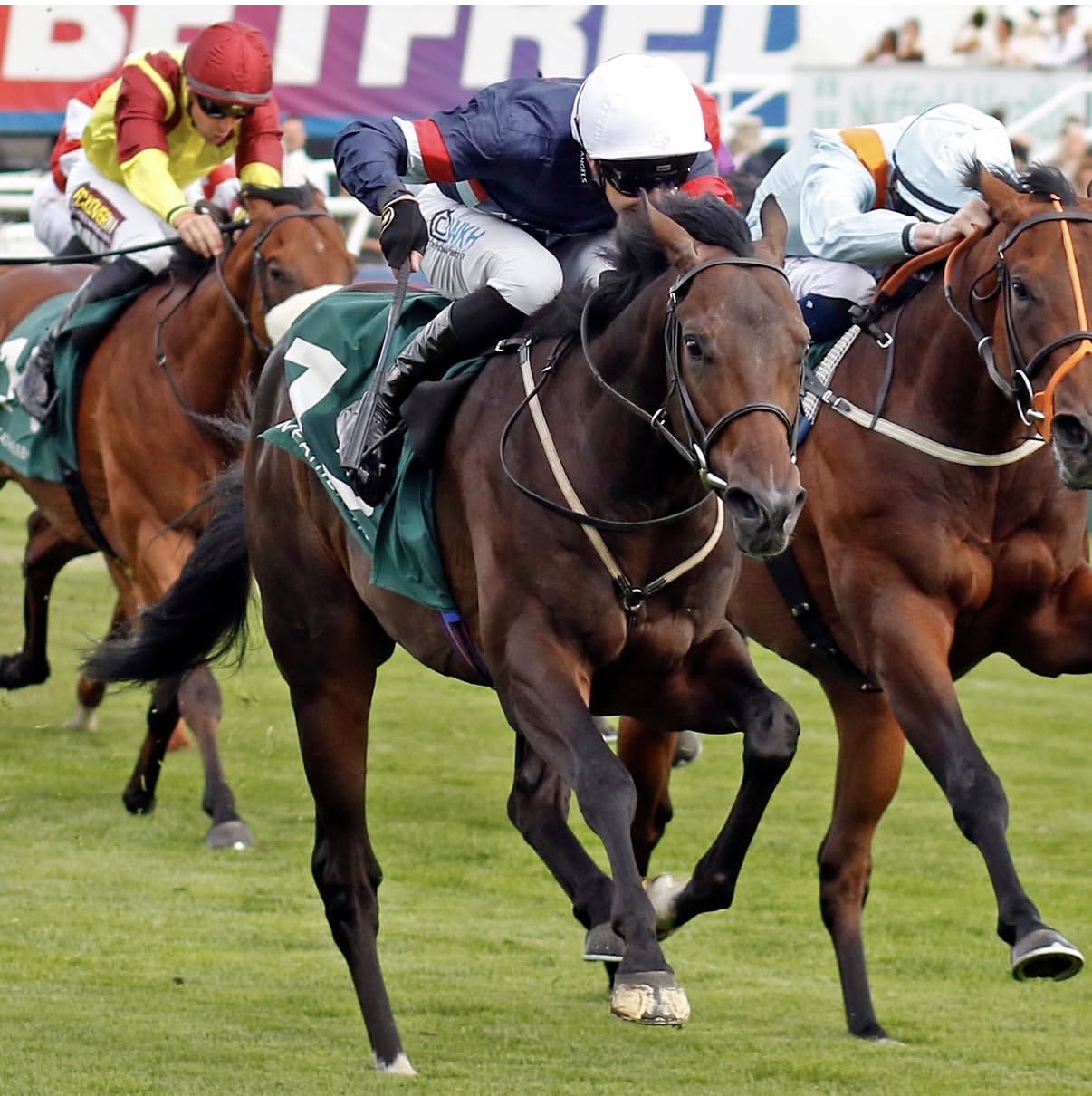 Sir Busker horse