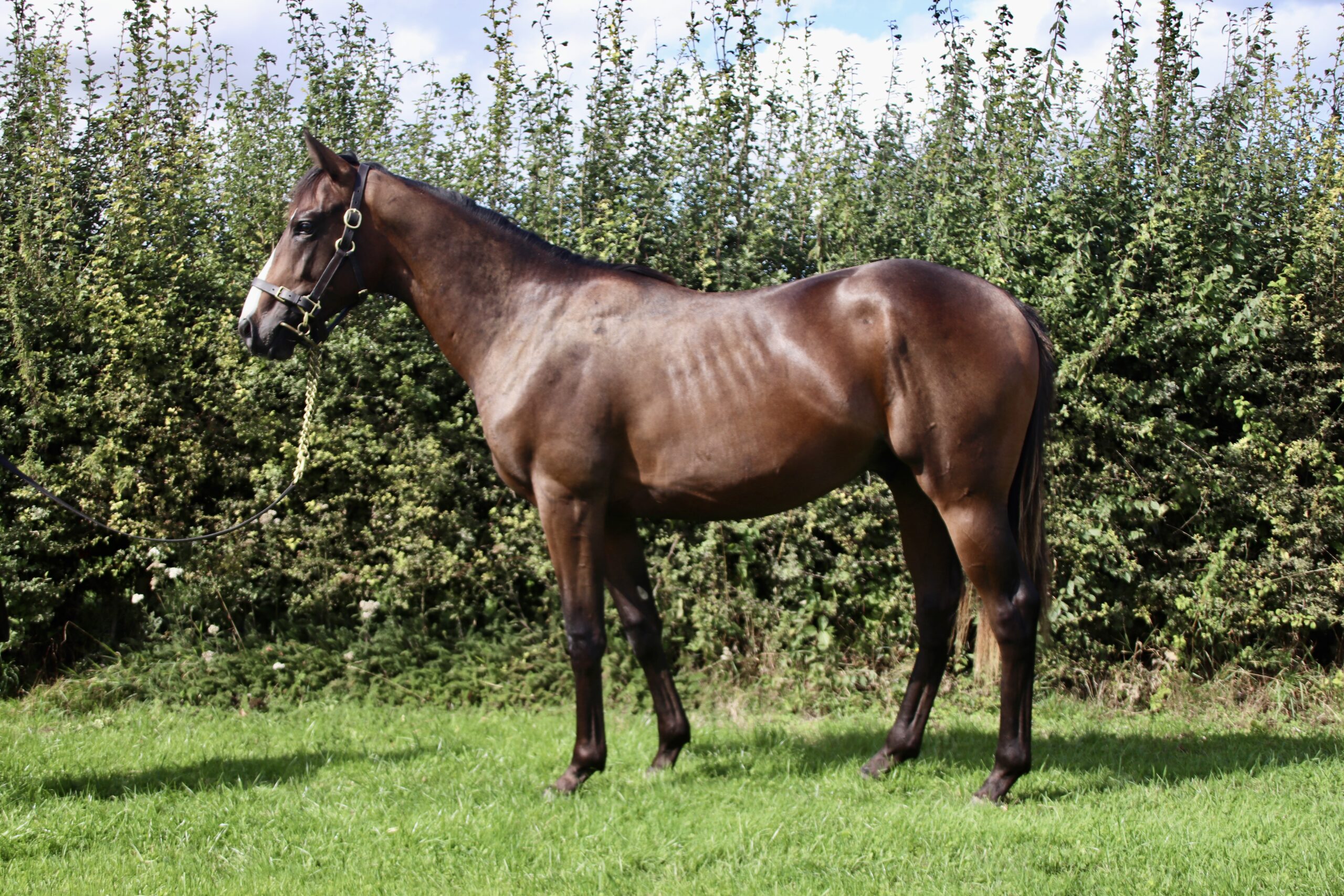 Available Horse