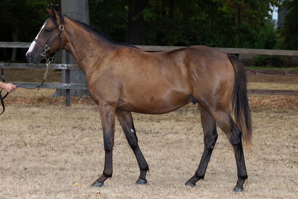Available Horse