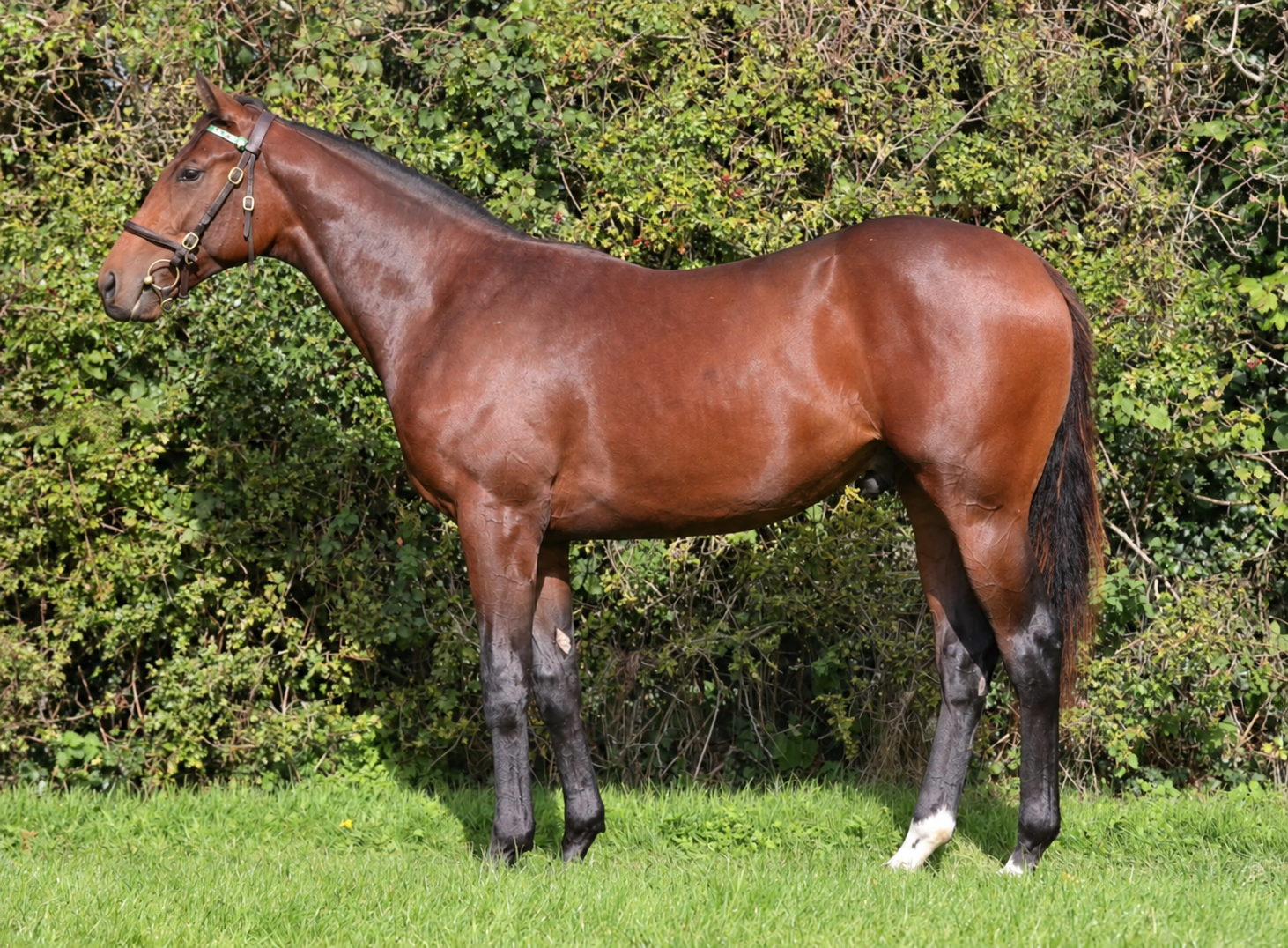 Available Horse