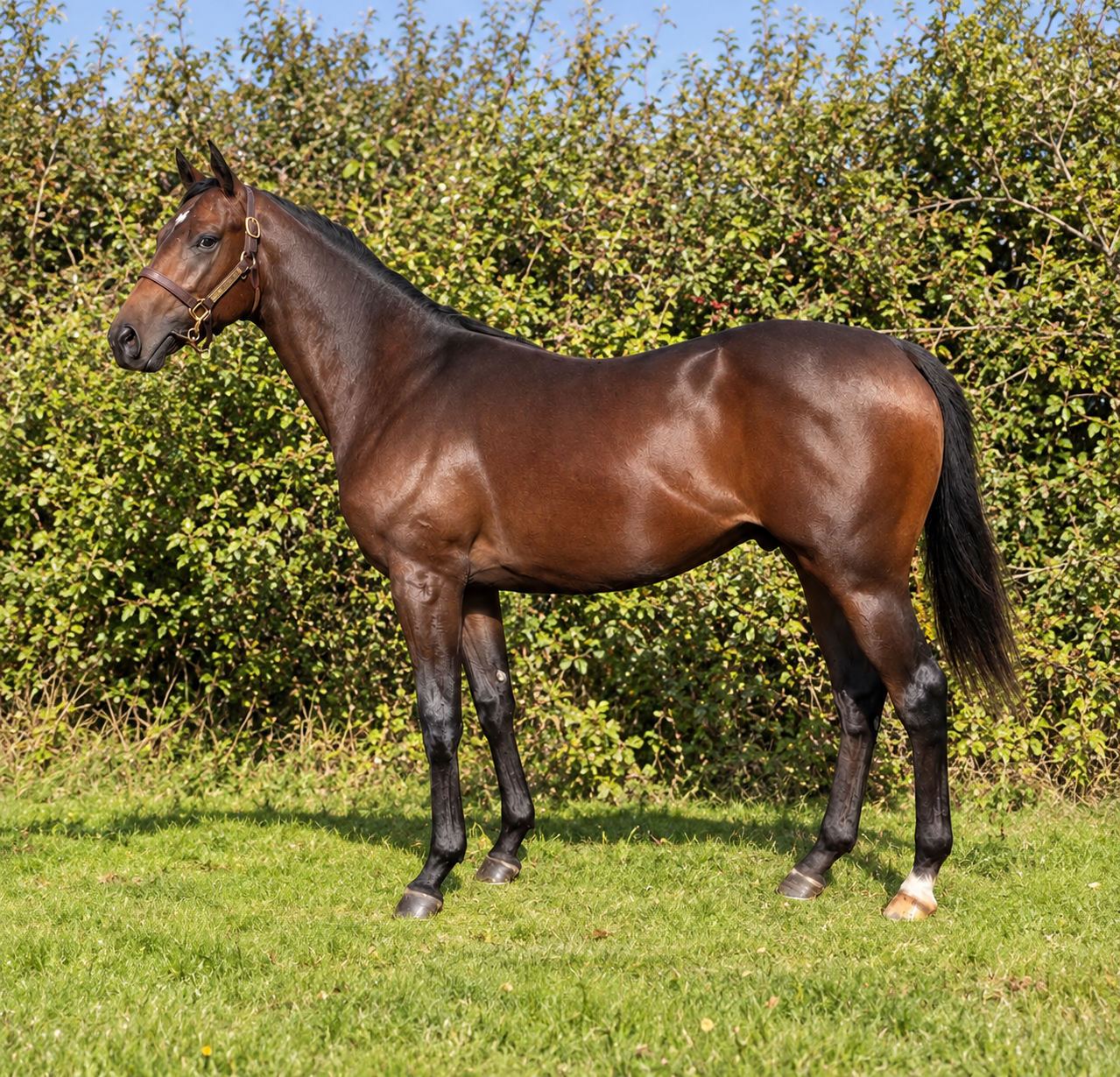 Available Horse